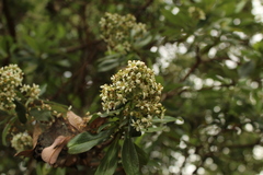 Escallonia paniculata