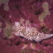 Flabellina verrucosa - Photo (c) Tine Kinn Kvamme, some rights reserved (CC BY), uploaded by Tine Kinn Kvamme