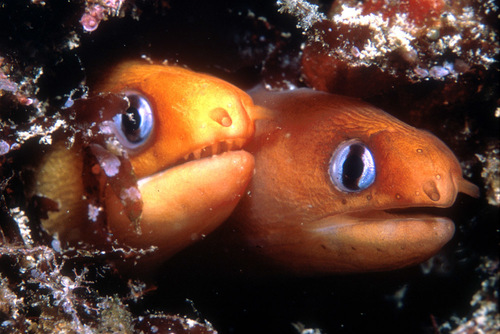 Blackspot moray (Gymnothorax melatremus) — Muraenidae — 2