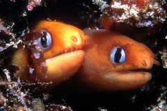 Gymnothorax melatremus