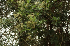 Escallonia paniculata