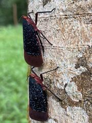 Kalidasa lanata