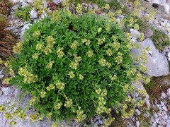 Potentilla valderia