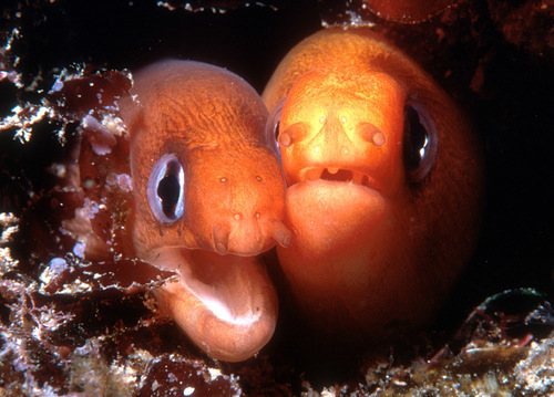 Blackspot moray (Gymnothorax melatremus) — Muraenidae — 5