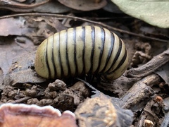 Arthrosphaera
