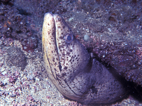 Brown speckled eel (Gymnothorax steindachneri) — Muraenidae — 5