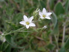 Minuartia adenotricha