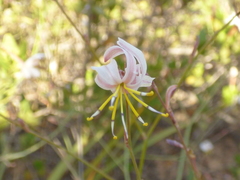Caesia contorta