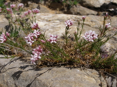 Asperula supina caespitans