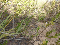 Caesia contorta