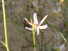 Caesia contorta
