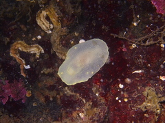 Cadlina laevis