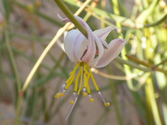 Caesia contorta