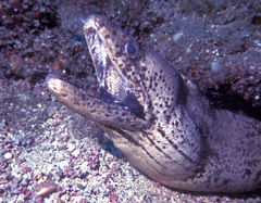 Gymnothorax steindachneri