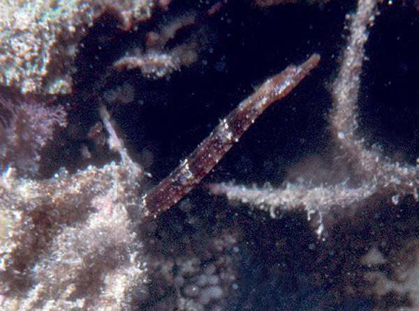 Edmondson's Pipefish
