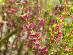 Erica puberuliflora