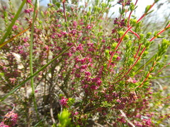 Erica puberuliflora