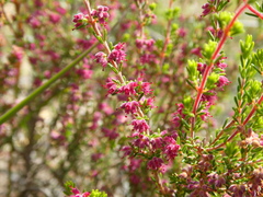 Erica puberuliflora