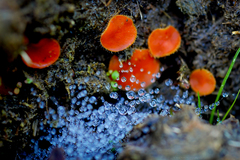 Cheilymenia stercorea