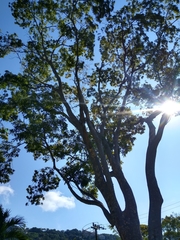 Astronium graveolens