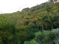 Astronium graveolens