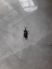 Metamasius sericeus