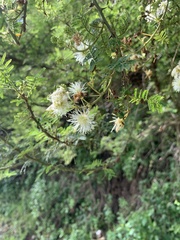 Mimosa quitensis