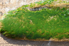 Stigeoclonium