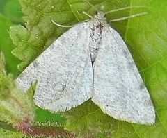 Macaria evagaria