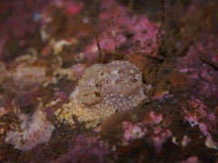 Goniodoris castanea
