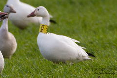 Anser caerulescens atlanticus