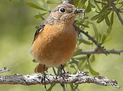 Phoenicurus moussieri