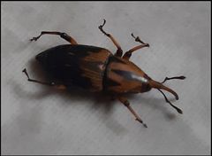 Metamasius sericeus
