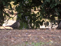 Turdus merula