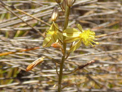 Bulbine mesembryanthemoides