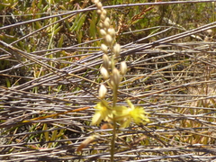 Bulbine mesembryanthemoides