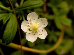 Potentilla saxifraga