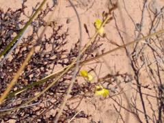 Bulbine mesembryanthemoides