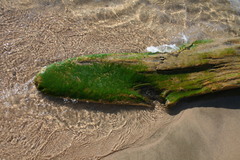 Stigeoclonium
