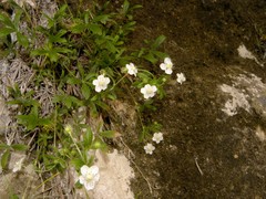 Potentilla saxifraga