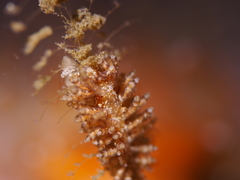 Eubranchus vittatus