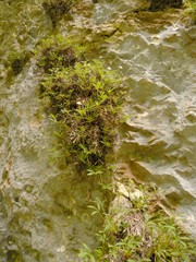 Potentilla saxifraga