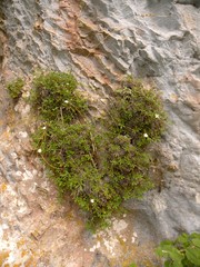 Potentilla saxifraga