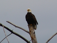 Haliaeetus leucocephalus