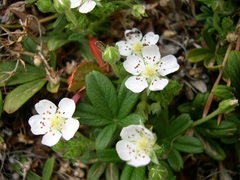 Potentilla saxifraga