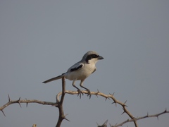 Lanius excubitor