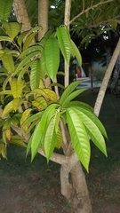 Annona reticulata