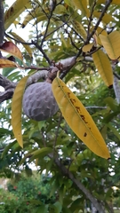 Annona reticulata