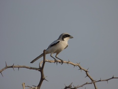 Lanius excubitor