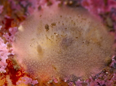 Acanthodoris pilosa